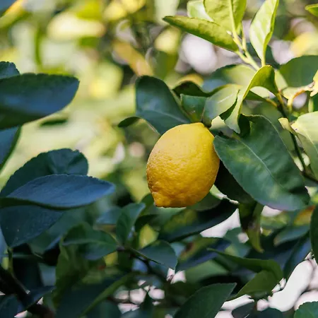 The By Limoneros * Teulada